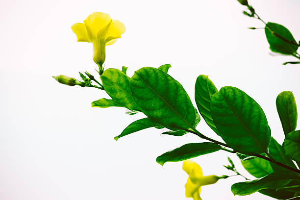 Plantas De Hiedra Con Flor Amarilla De Color Vintage Foto de stock y más banco de imágenes de Aire libre - iStock Plantas De Hiedra Con Flor Amarilla De Color Vintage Foto de stock y más banco de imágenes de Aire libre - iStock