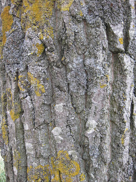 baumrinde struktur. - planting tree poplar tree forest stock-fotos und bilder