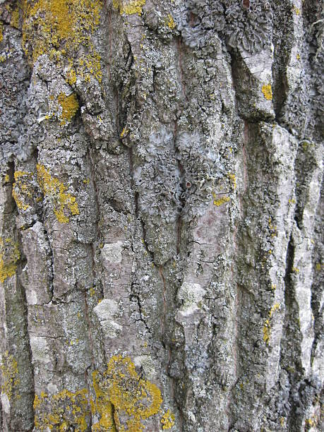 baumrinde struktur. - planting tree poplar tree forest stock-fotos und bilder