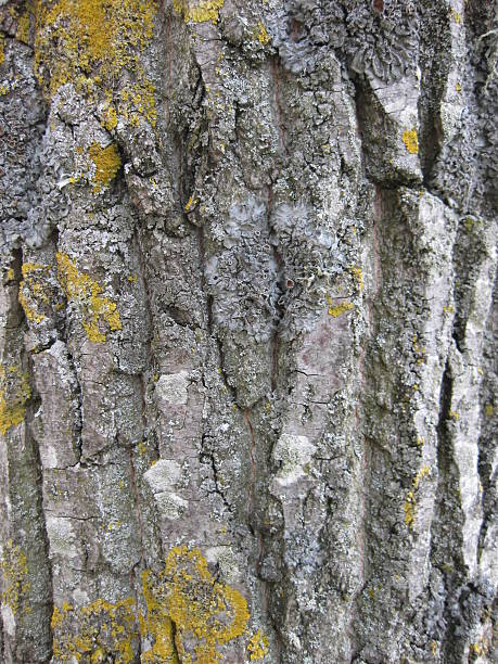 textura de casca. - planting tree poplar tree forest imagens e fotografias de stock