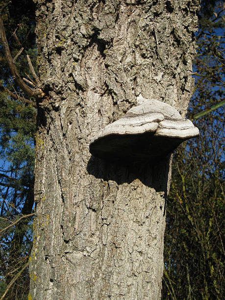 baumrinde struktur. - planting tree poplar tree forest stock-fotos und bilder