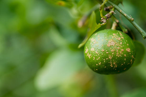 istock Plant diseases, Citrus canker 579158792