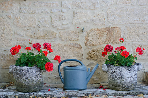 Watering can between two planters full of geraniums