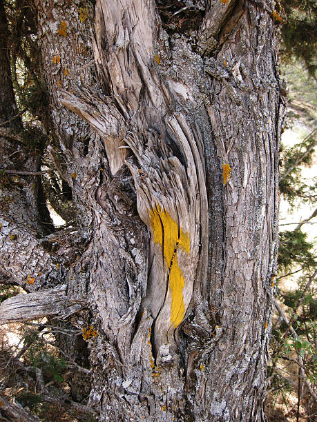 baumrinde struktur. - planting tree poplar tree forest stock-fotos und bilder