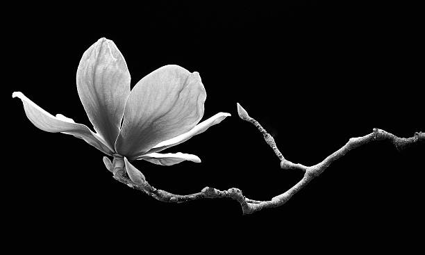 Magnolia in Suspension Magnolia suspended on a branch set against a black background. still life photos stock pictures, royalty-free photos & images