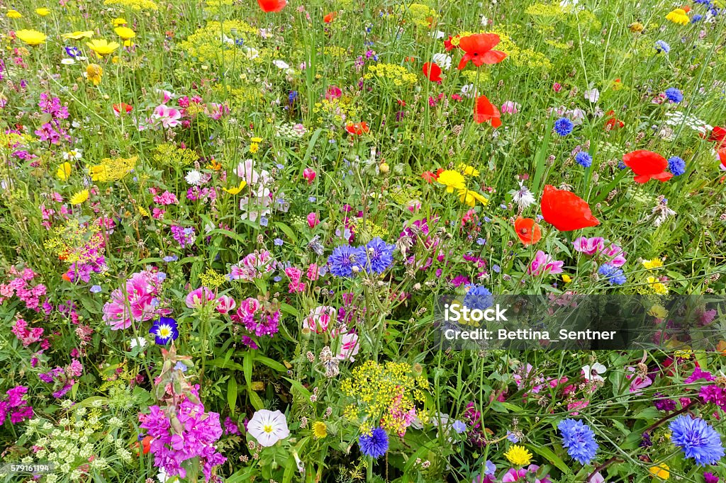 Prairie de fleurs sauvages avec coquelicots - Photo de Fleur sauvage libre de droits