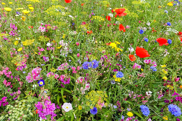 Colorful English wildflower meadow with poppies.