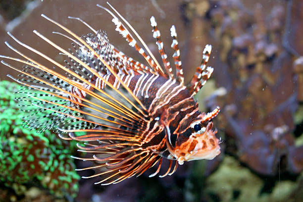 Antenna fire fish   (Pterois antennata) A single antenna fire fish (Pterois antennata)  pterois antennata lionfish stock pictures, royalty-free photos & images