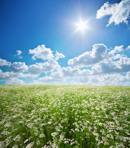 istock Meadow of coriander. 579164532