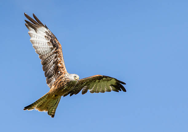 picture of a red kite in flight