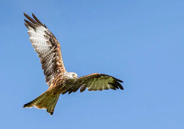 picture of a red kite in flight