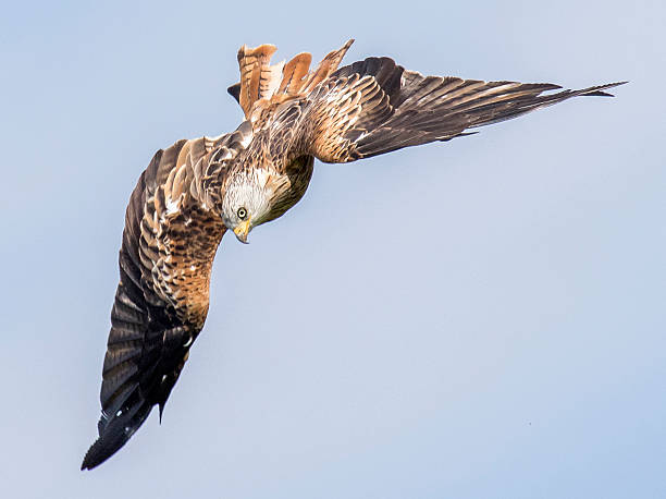istock picture of a red kite in flight 579165032