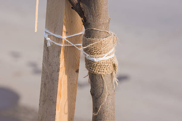 istock Garter sapling tree with a rope to a wooden bar 579165418