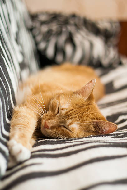 istock red cat sleeps and stretched paws 579166112