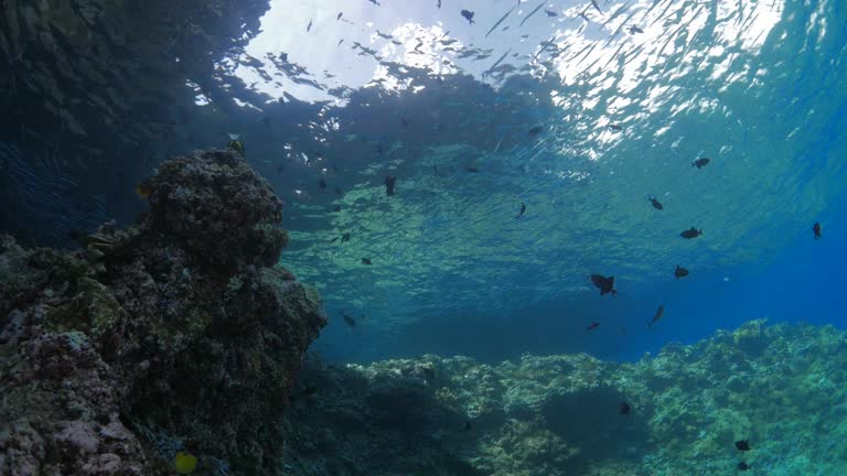 Spotted halfbeak schooling at sea surface