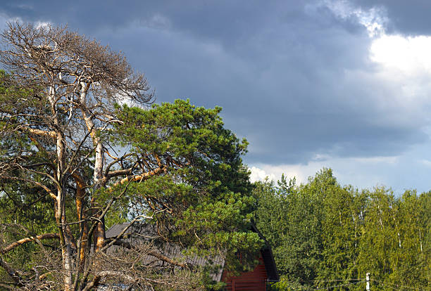 crown of a pine tree on sky background - treetop sky tree high section imagens e fotografias de stock