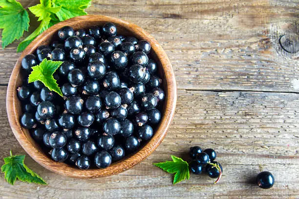 Organic black currant in rustic wooden bowl with green leaf with copy space