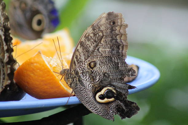 istock Butterfly feeding on an orange close-up 579219568