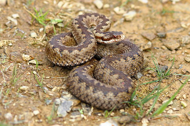 지상에 유럽 공통 가산기 - adder 뉴스 사진 이미지