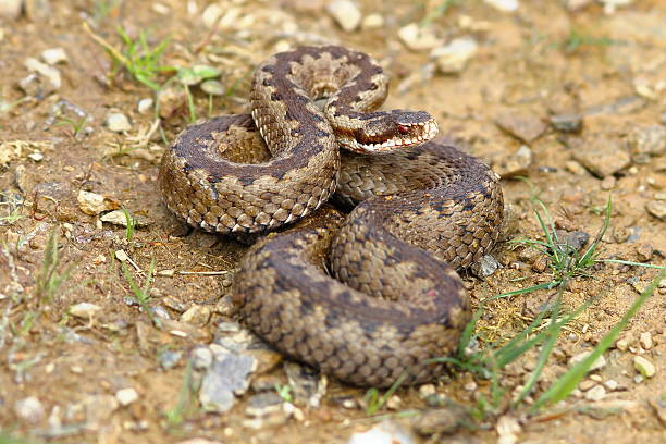 istock european common adder on the ground 579219604