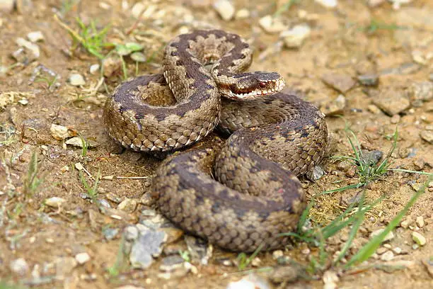 european common crossed adder on the ground ( Vipera berus, female )