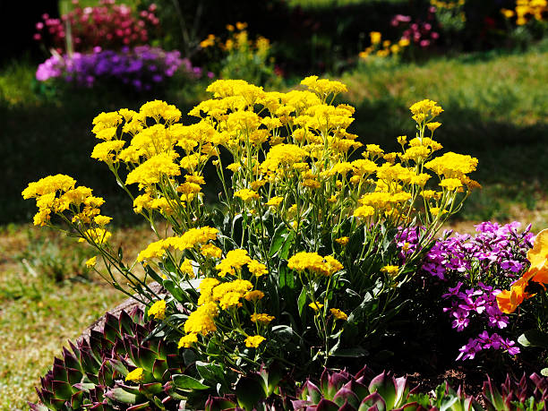 сад камней  - succulent plant sedum temperate flower perennial стоковые фото и изображения