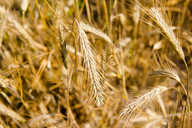 istock golden wheat field and sunny day 579220128
