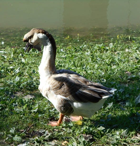 istock Chinese Goose (Swan Goose) by the water's edge 579220500