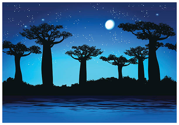 baobab drzewa w nocy - african baobab stock illustrations