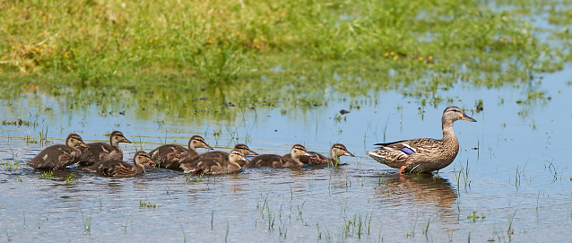Female wild duck with all her ducklings in their habitat