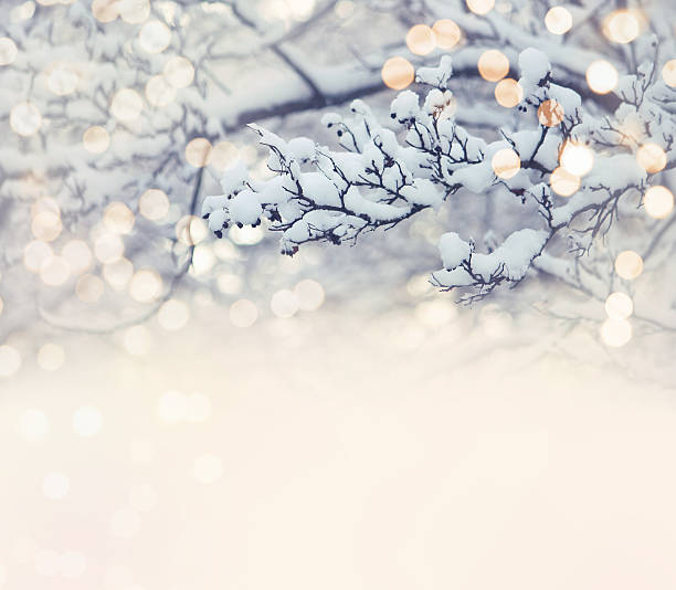 クリスマスカード、雪の中の枝 - frozen branches ストックフォトと画像