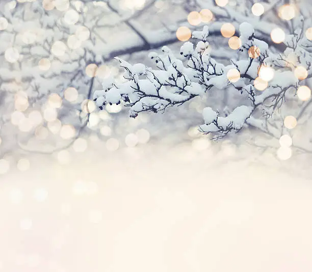 Photo of Christmas card, branch in snow