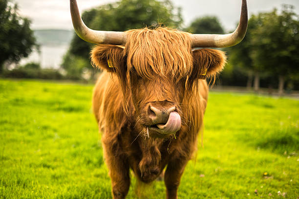 Long Haired Scottish cow with his tongue out looking to camera in a field, Wexford, Ireland. 
