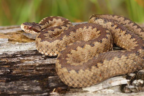 istock female crossed adder on stump 579222242