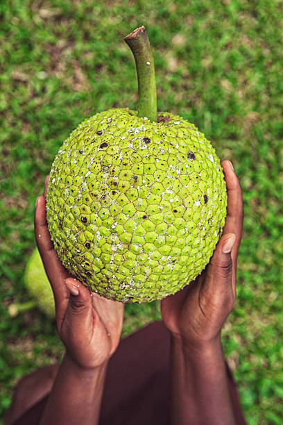 fruta-pão  - cheese plant - fotografias e filmes do acervo