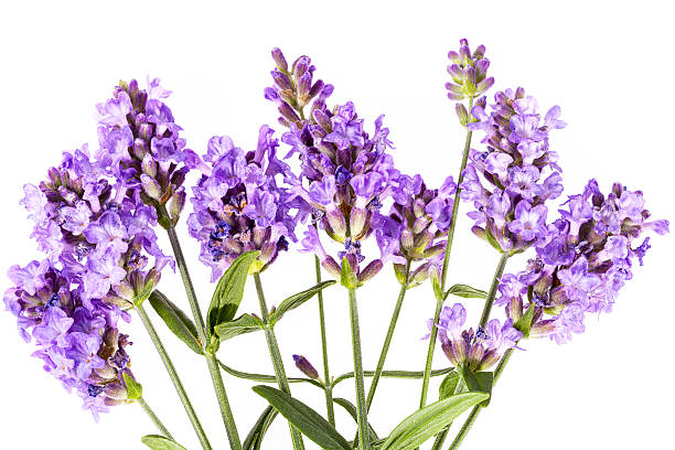 istock Violet  lavendula flowers on white background, close up 579222622
