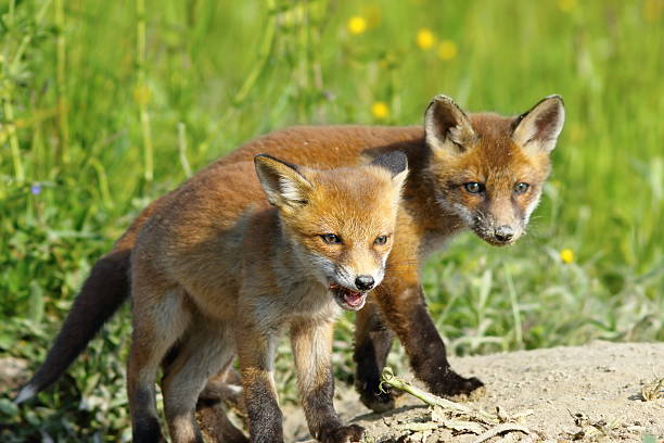 istock european red fox wild cubs 579222696