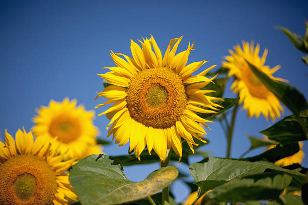 istock sunflowers in the sky 579222896