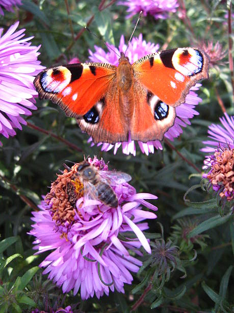 istock butterfly of peacock eye on the aster 579223270