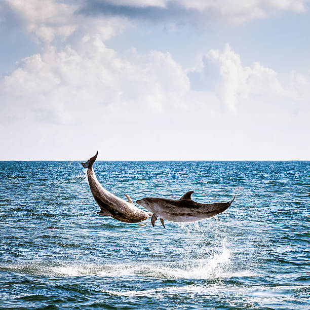 Two Leaping Wild Dolphins Two dolphins leaping into the air in the Bay of Islands, off New Zealand's Northland coast. northland new zealand stock pictures, royalty-free photos & images