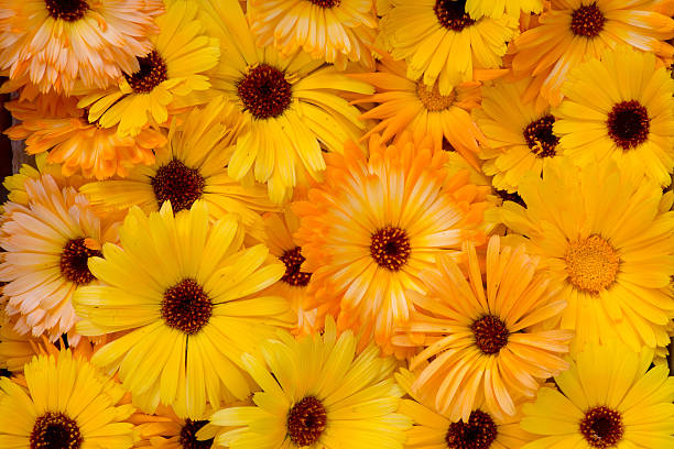 Bright Yellow Orange Flower Heads Pot Marigold Calendula Officin - fotografia de stock