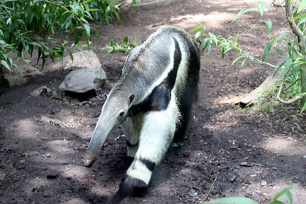 istock Anteater walking by some plants 579224964