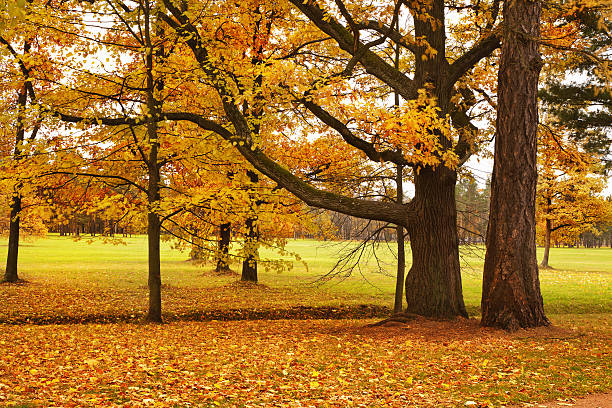 istock colorful autumn trees fallen leaves in park 579225602