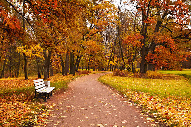 istock colorful autumn maple trees fallen leaves path bench in park 579225672