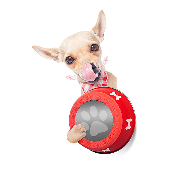 istock hungry dog bowl 579225774