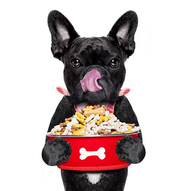 istock hungry dog  bowl 579226132