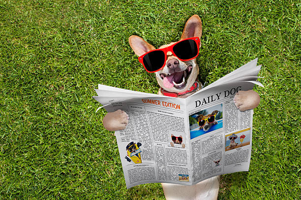 perro leyendo periódico - newspaper dog pets grass fotografías e imágenes de stock