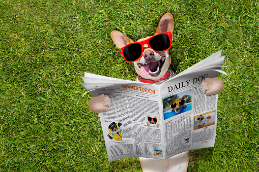 chihuahua    dog  reading a magazine or newspaper lying on the grass in park , relaxing and resting with sunglasses