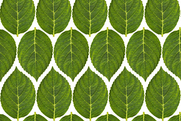 植物葉パターン, 緑の葉の背景 - leafes plant nature new life ストックフォトと画像