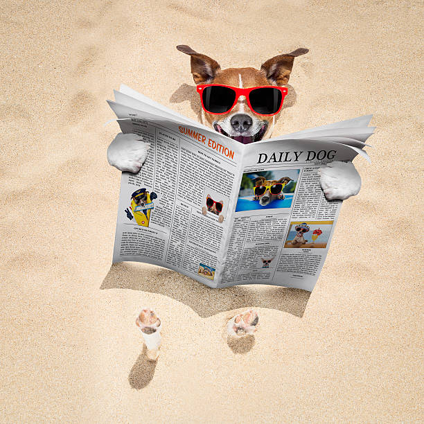 istock dog at the beach reads newspaper 579226718